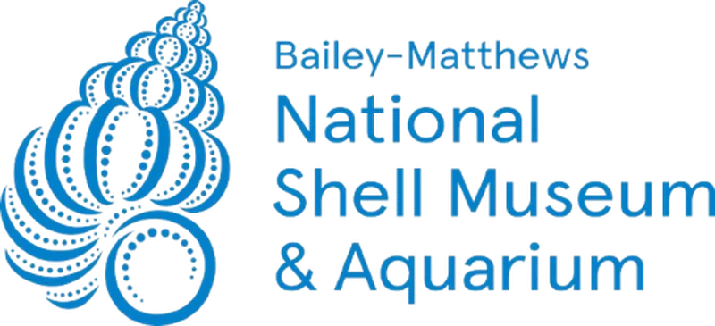 Discover Mollusks On The Move