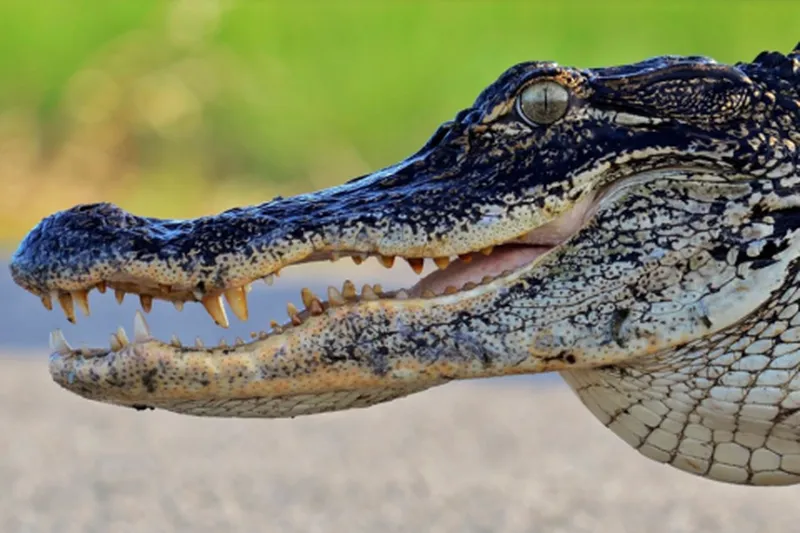 Living with Alligators