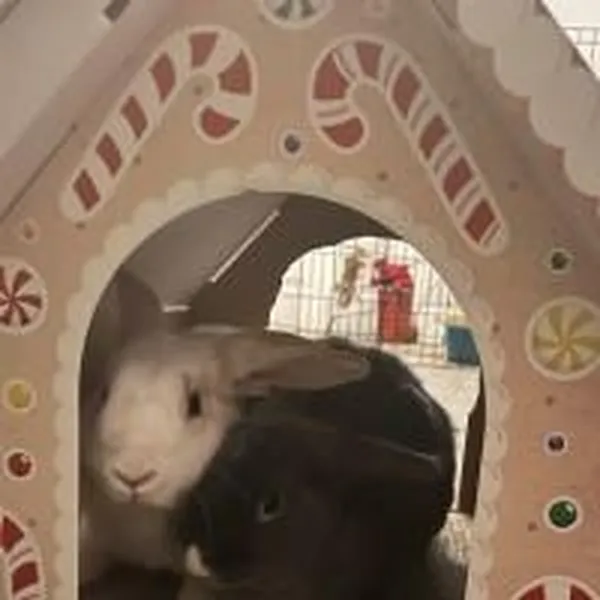 Teen Discover Bunny Yoga and Mindfulness