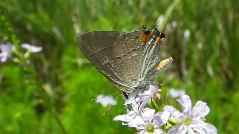 Corkscrew's NABA July Butterfly Count