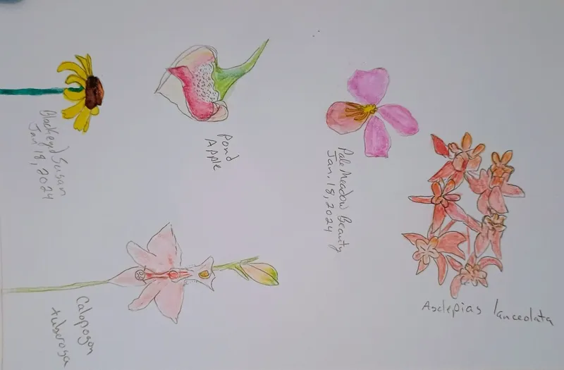 Introduction to Nature Journaling
