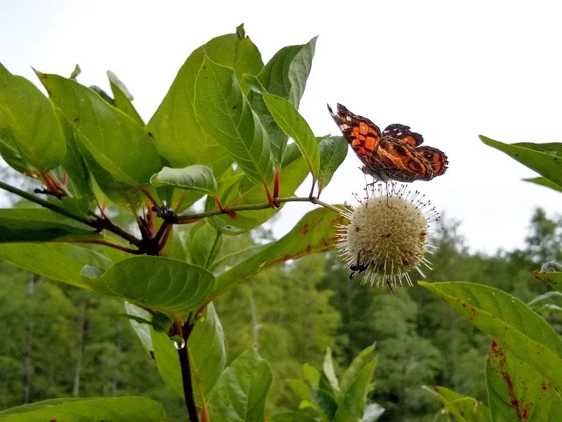 Corkscrew Butterfly Identification Workshop and Field Excursion