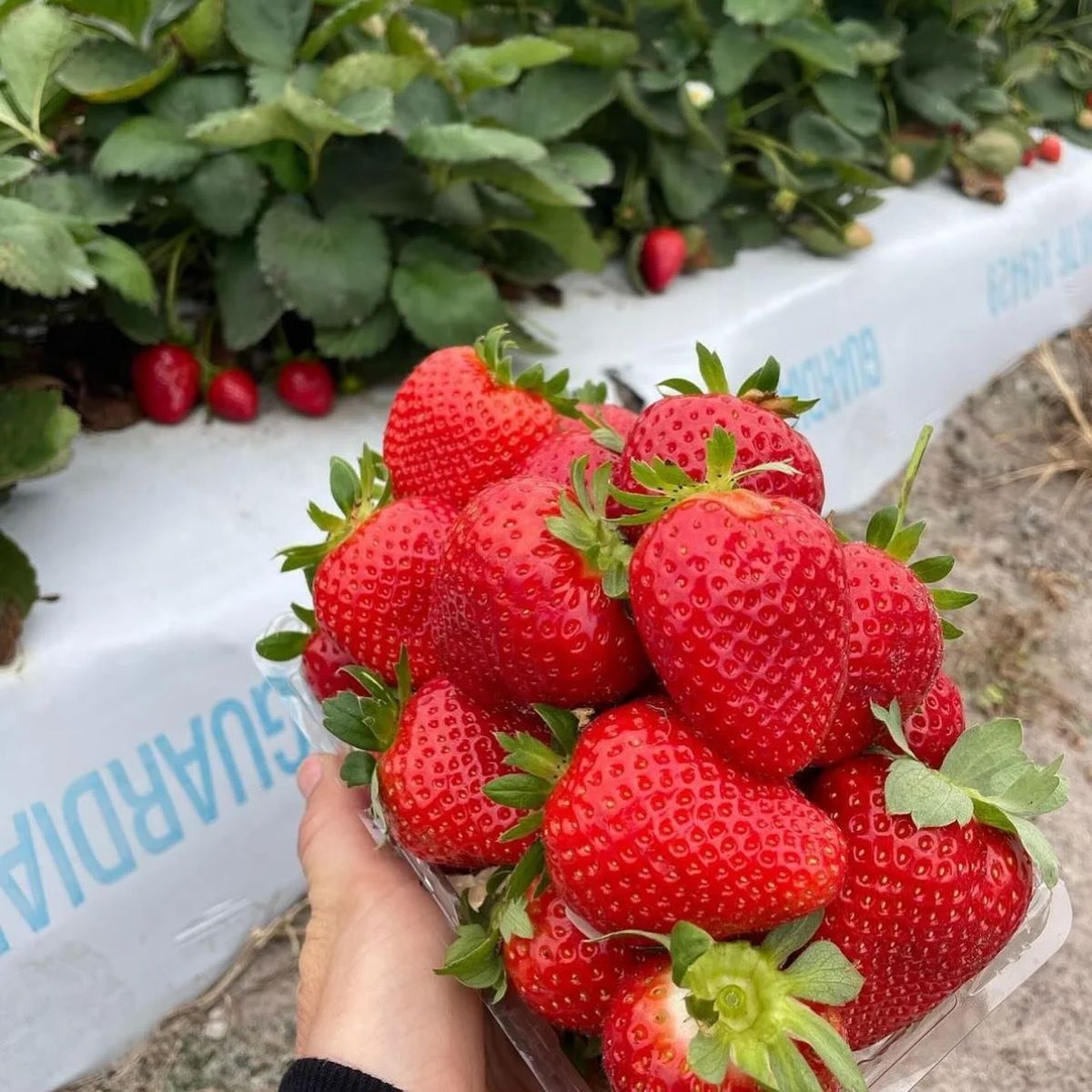 Farmer Mike's U-Pick