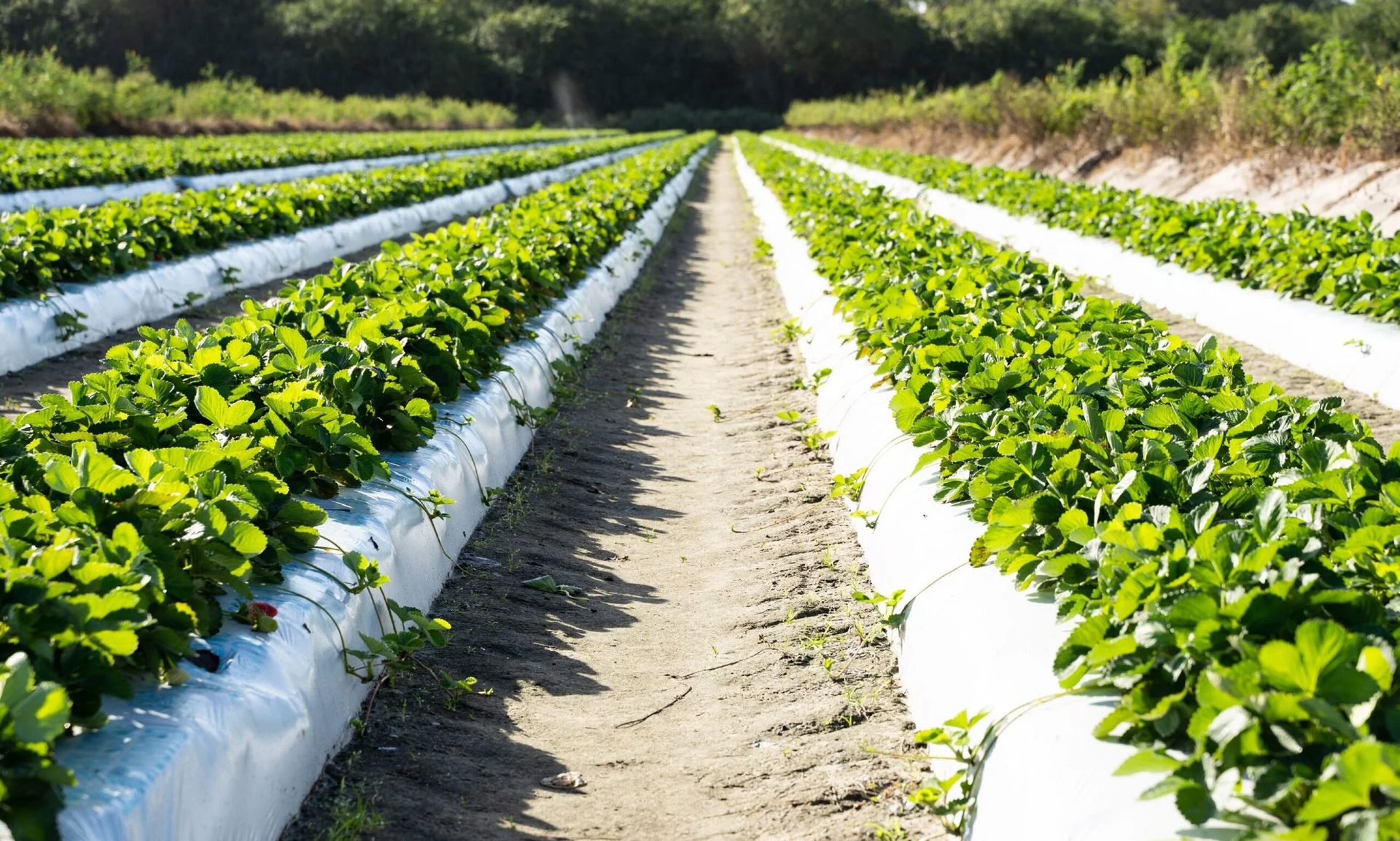 Farmer Mike's U-Pick