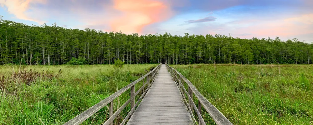 Corkscrew Swamp Sanctuary