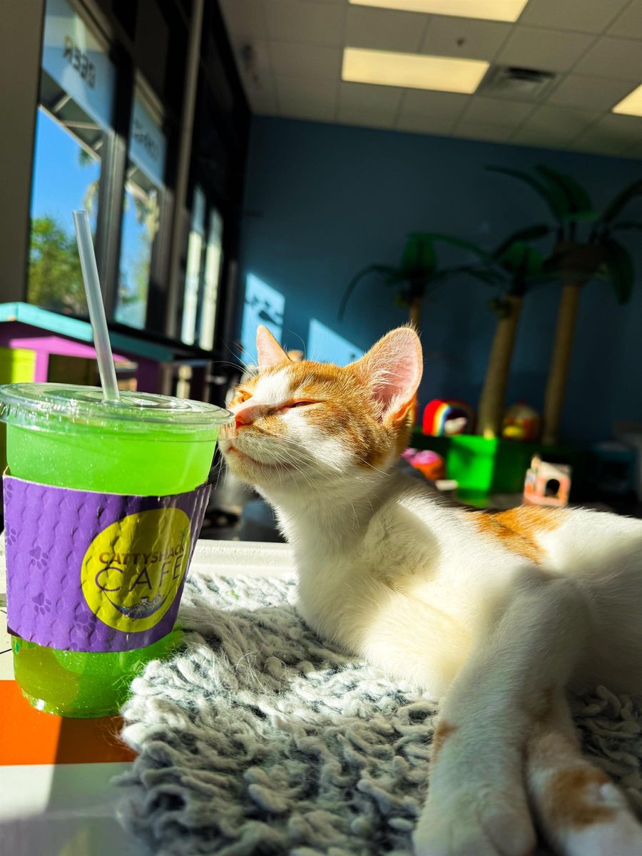 Cattyshack Cat Cafe